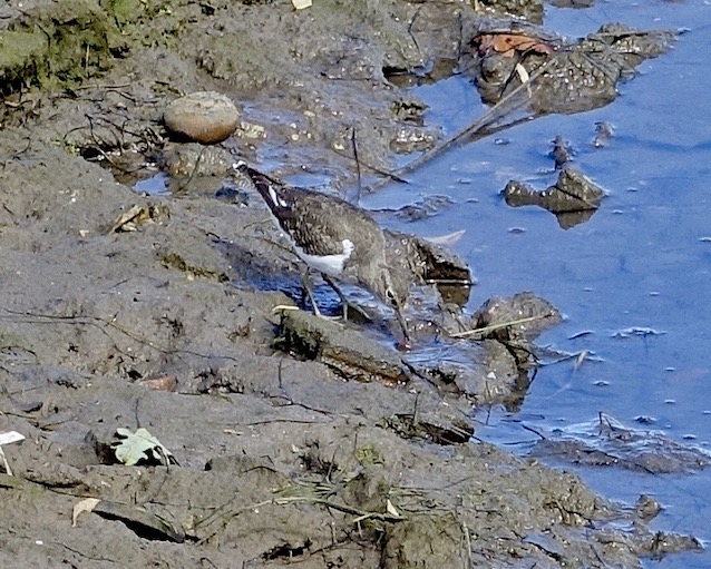 common sandpiper